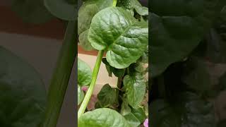 Mangalore basale Malabar spinachplz like and subscribe 🙏 [upl. by Athey340]