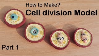 How to make Cell division Model  3d thermocolStyrofoam model [upl. by Richlad815]