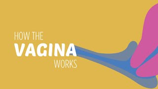 How the Vagina Works [upl. by Hoisch]