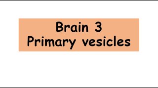 Primary brain vesicles anatomy biology Primary brain vesicles [upl. by Taber16]