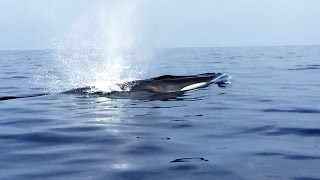 Ballenas rorcuales en Las Negras [upl. by Yacov]