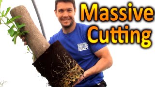 BIGGEST Cutting Weve ever Rooted How to Grow a Fig Tree From a Cutting  Extreme Plant propagation [upl. by Phelgen]