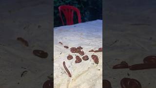 Coconut worm god 🪱 shorts shortvideo shortsfeed [upl. by Nrubliw239]