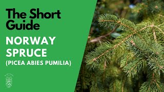 The Short Guide to the Norway Spruce Picea Abies Pumila [upl. by Lowis]