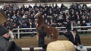 Belgian filly sells for 45000 at Gordyville 2024 [upl. by Lowery]