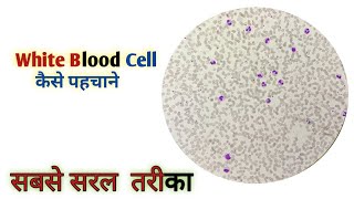 Identify leukocytes under microscope  Identification of wbc [upl. by Direj]