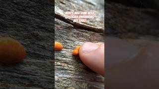 Popping Nature’s Pimples Wolf’s Milk Slime Mold Lycogala epidendrum in Telluride CO [upl. by Enomrej]