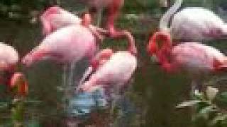 Toronto Zoo American Flamingo [upl. by Roter]