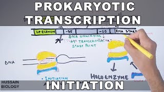 Prokaryotic Transcription Initiation and Elongation [upl. by Ahsiekat]