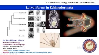 Larval forms in Echinodermata [upl. by Sitoiganap411]