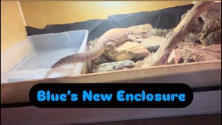 MOVING BLUE MY SAVANNAH MONITOR [upl. by Rodolph]