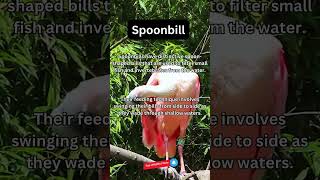 Amazing Spoonbill Fact [upl. by Htinnek]