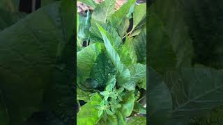 Amazing Health Benefits of Callaloo [upl. by Brock503]