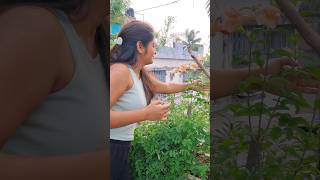 কতো রঙের ফুল ফুটলো আজ 😯😍 trending minivlog gardening vlog flowers rain viralvideo shorts [upl. by Velda]