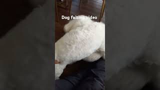 dodgy fight viral video cute dogshorts doglover dog [upl. by Jadda566]