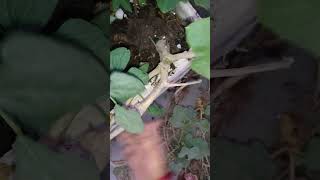 Removing pumpkin Plant from My Garden A StepbyStep Guide short ytshorts viral shorts [upl. by Nneb]