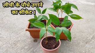 लीची के बीज को कैसे उगाया जाता है [upl. by Ttennaj]