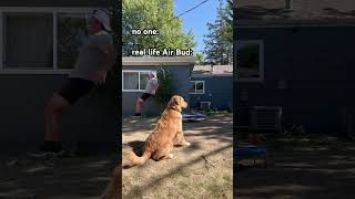 Adorable dog attempts flip off of trampoline dogsofyoutube goldenretriever funnyanimals [upl. by Segroeg]