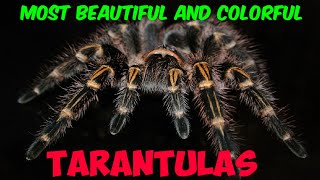 Most Beautiful And Colorful TarantulasEducational [upl. by Marcus]