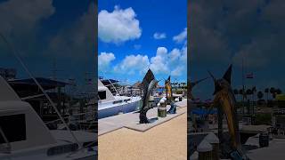 Islamorada fishing at Whale Harbor Marina floridakeys fishingguide fishing trip fishingcharters [upl. by Ynner715]