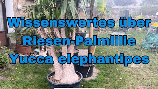 Wissenswertes über RiesenPalmlilie Yucca elephantipes [upl. by Llabmik]