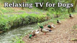 Relax Your Dog TV  8 Hours of Relaxing TV for Dogs at The Babbling Brook ✅ [upl. by Redmund]