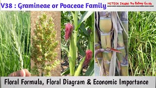 Gramineae Family  Poaceae Family  Characters Floral Formula Floral Diagram Economic Importance [upl. by Kristianson100]