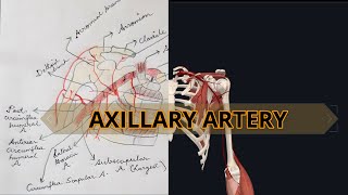 Axillary artery anatomyComplete [upl. by Aklog79]