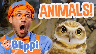 Blippi Feeds and Plays with Animals at the Zoo  Blippi Full Episodes [upl. by Dnomra296]