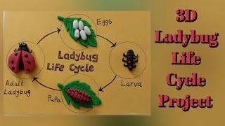 Life cycle of quotLADYBUGquot project  3D clay modelling ladybug life cycle  Insect life cycle [upl. by Proud]