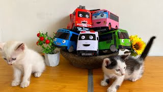 Tayo the Little Bus and Friends TayoLaniRogiGaniAliceTayo Oleng and Frank [upl. by Kyla]