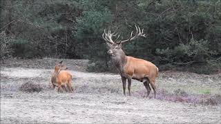 Nationaal Park Hoge Veluwe Wildbaan20190906 [upl. by Kepner130]