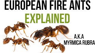 Do you really know European fire ants [upl. by Morehouse]