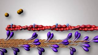 Structure of Contractile Proteins [upl. by Hillier]