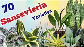 70 Sansevieria varieties with names  Snake plant varieties with names  Pinkish paradise [upl. by Ailicec]