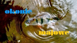 Wędkarstwo spinningowe Okonie majowe  sekrety spinningu  urbanoviczFISHING Episode XXII [upl. by Haskel]