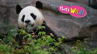 What do pandas eat  Thats Wild [upl. by Adnorehs452]