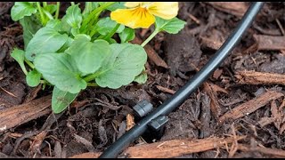 How to uncoil LDPE Pipe for an Irrigation System [upl. by Fife750]