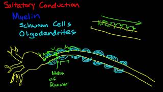 Myelin and saltatory conduction [upl. by Adnawad]