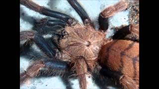 Tarantula Picture Collection Video 5 feat my own musictracks [upl. by Ahsiled]