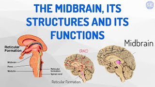 Psychology The Nervous System 05 The Midbrain Its Structures And Its Functions [upl. by Ikkin]