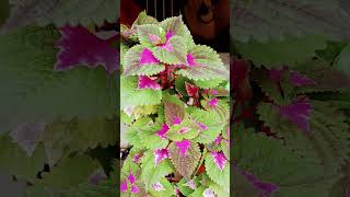 Beautiful Indoor plants at yours home balconygarden flower terracegarderning ytshort viralshort [upl. by Nivre]