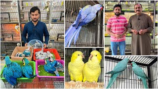 Multan Sunday Birds Rasheedabad 31 Marach 2024 latest Update​ I Part 2 [upl. by Edison]