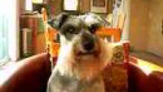 Gracie the Schnauzer Speaks [upl. by Gene]