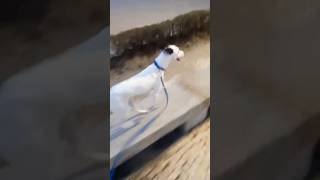 Mi perro haciendo parkour🤣 dogfunnyfunnyshortsshortsviralshortsparkour [upl. by Cumings]