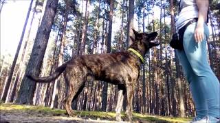 AVIS  Dutch Shepherd random trainings [upl. by Joe]