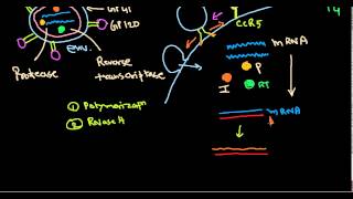 HIV life cycle [upl. by Aihseyk]