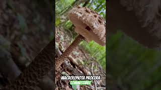 Macrolepiota procera volgarmente chiamata Mazza di Tamburo Bubbola maggiore [upl. by Yentruok337]