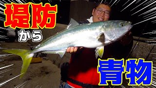 【釣り旅行】堤防でアジを泳がせてたら物凄い引きの青物が釣れた！！ [upl. by Illib876]