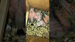 Baby Australian Bourke Parrots  Adorable [upl. by Ara547]